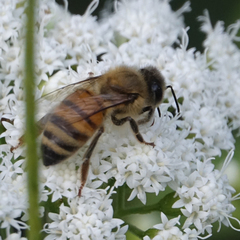 Apis mellifera
