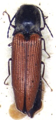 Hemicrepidius consanguineus