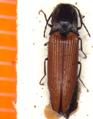Hemicrepidius consanguineus