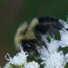 Bombus impatiens