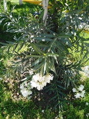 Nerium oleander