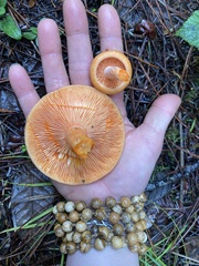 Lactarius aestivus