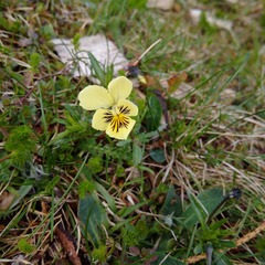 Viola lutea lutea