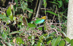 Tangara cyanoventris