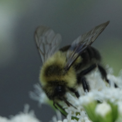 Bombus impatiens