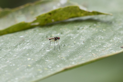 Tanypezidae