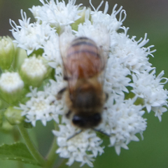 Apis mellifera