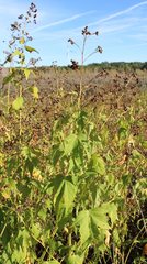 Ripariosida hermaphrodita