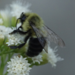 Bombus impatiens