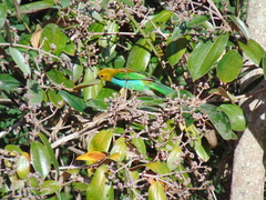 Tangara cyanoventris