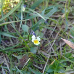 Viola arvensis arvensis