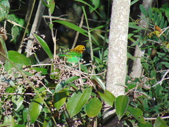 Tangara cyanoventris