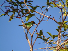 Tangara cyanoventris