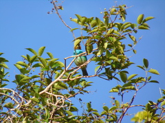 Tangara cyanoventris