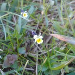 Viola arvensis arvensis