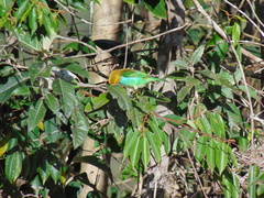 Tangara cyanoventris