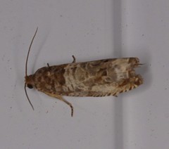 Notocelia rosaecolana