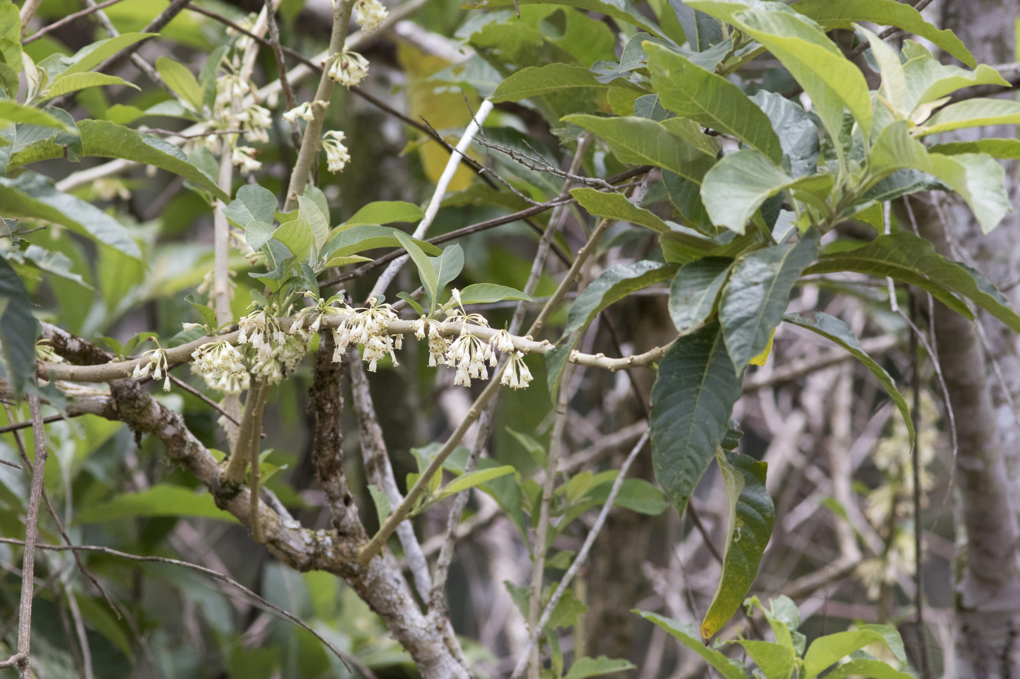Iochroma arborescens