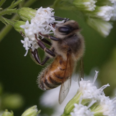Apis mellifera