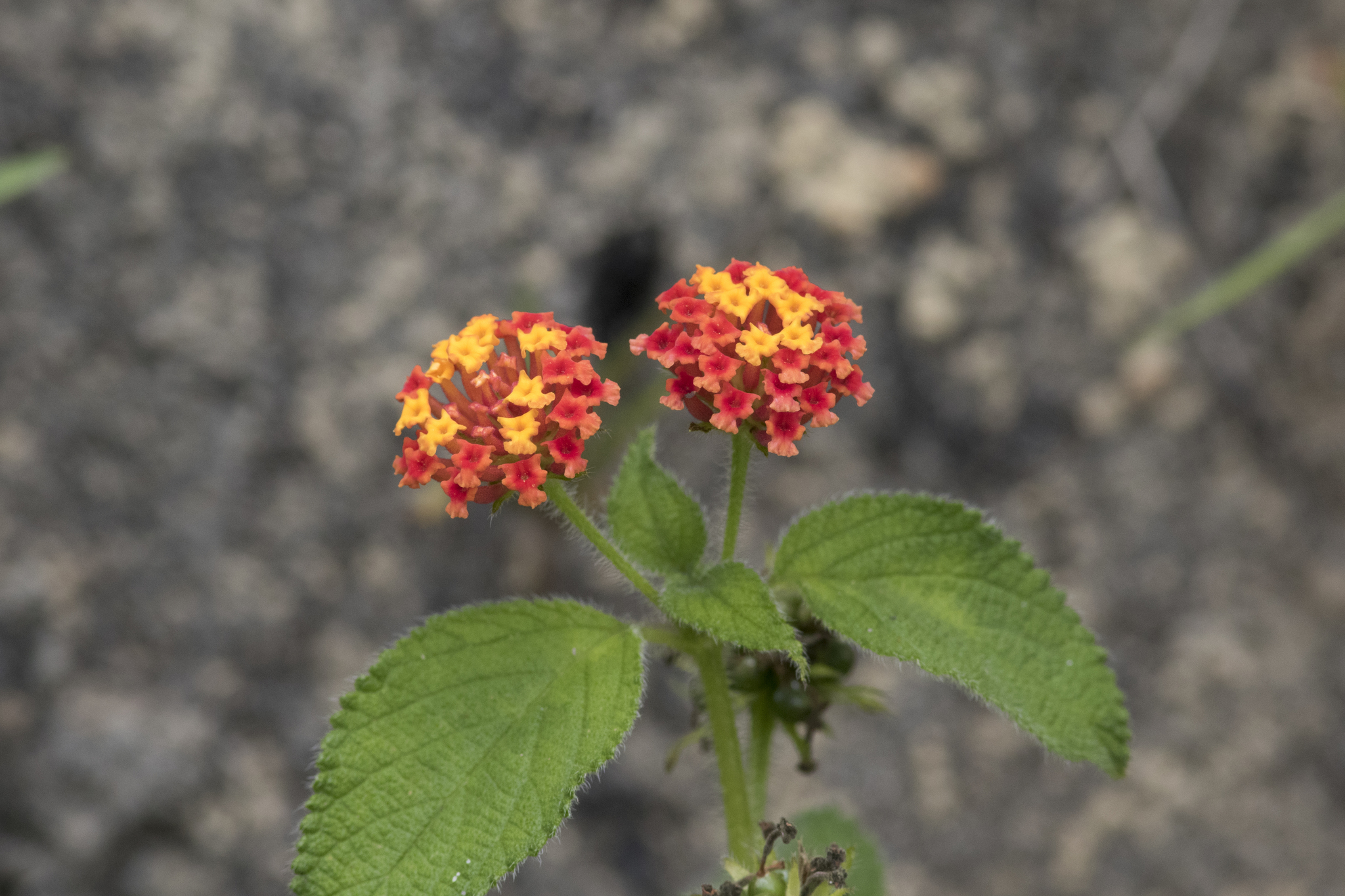 Lantana camara