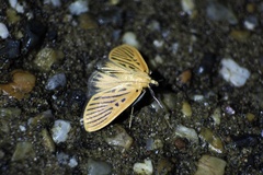 Tyspanodes striatus