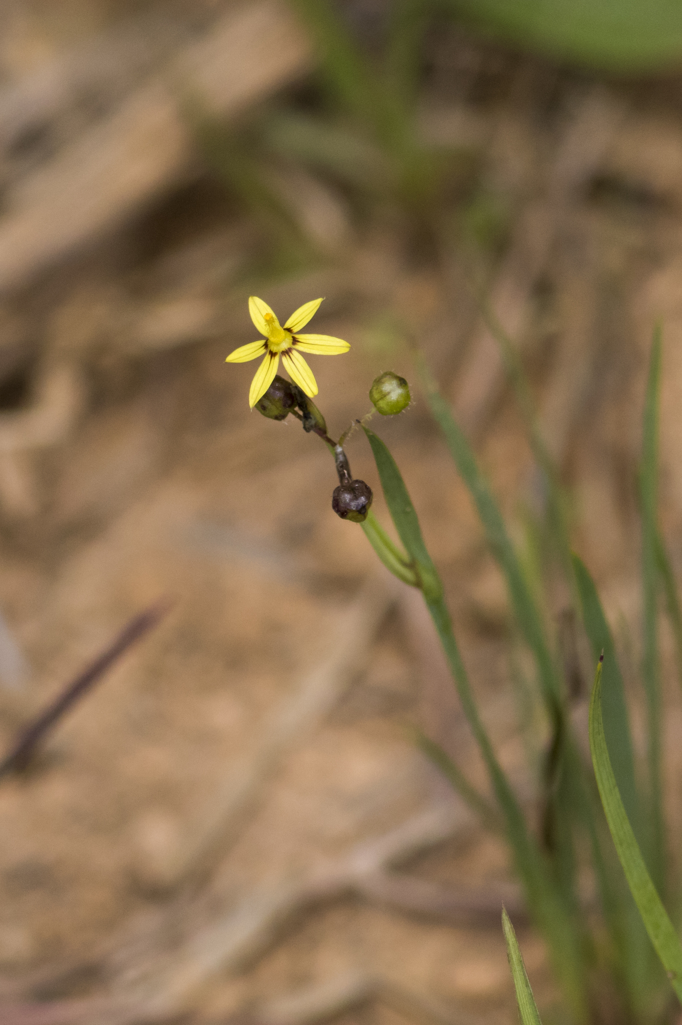 Sisyrinchium commutatum