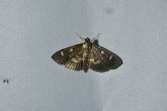 Herpetogramma luctuosalis