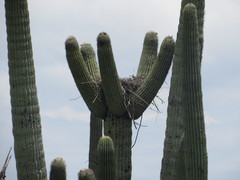 Cephalocereus macrocephalus
