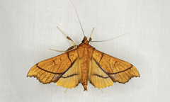 Anarmodia