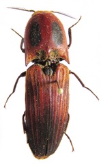Hemirhipus apicalis