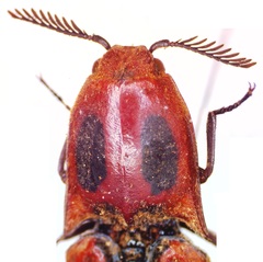 Hemirhipus apicalis