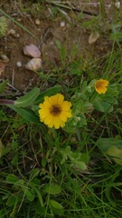 Calendula arvensis