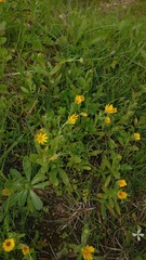 Calendula arvensis