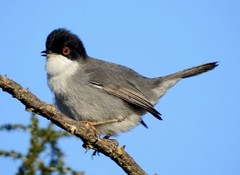 Curruca melanocephala