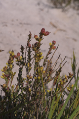 Stylapterus fruticulosus