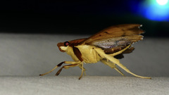 Anarmodia
