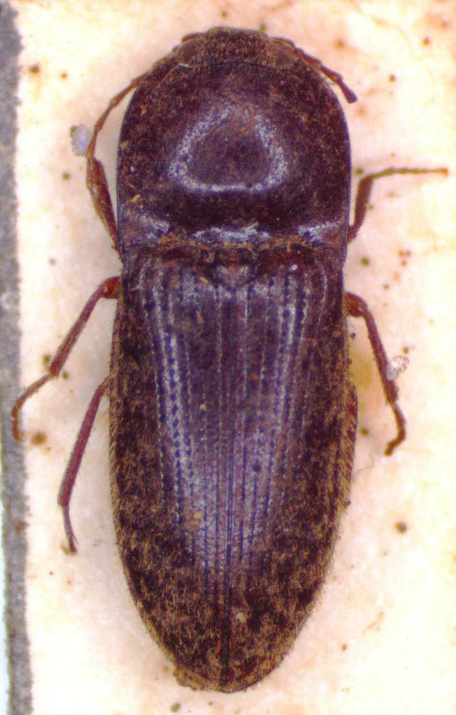 Horistonotus brunneus