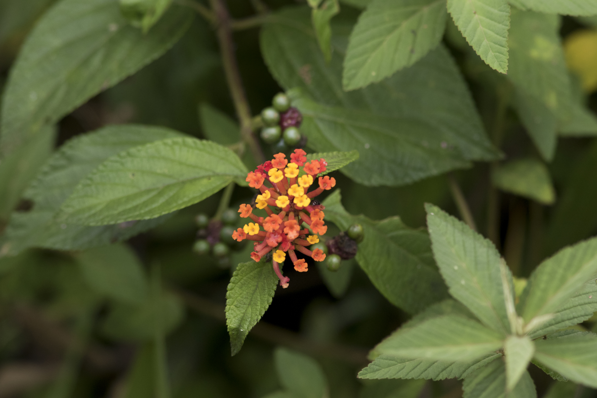 Lantana camara