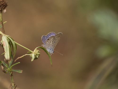 Hanno Blue