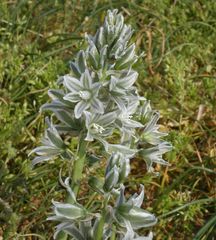 Ornithogalum boucheanum