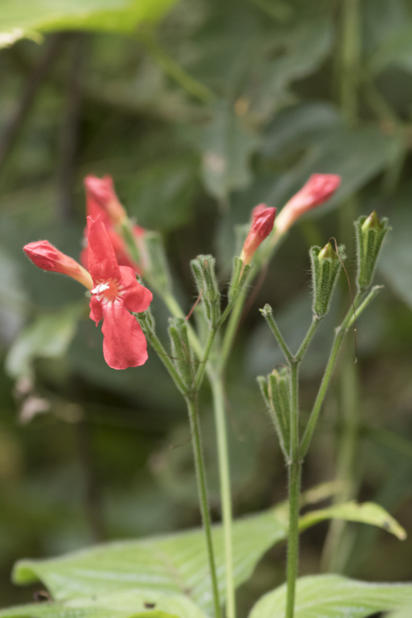 Ruellia elegans