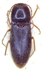 Horistonotus flavipes