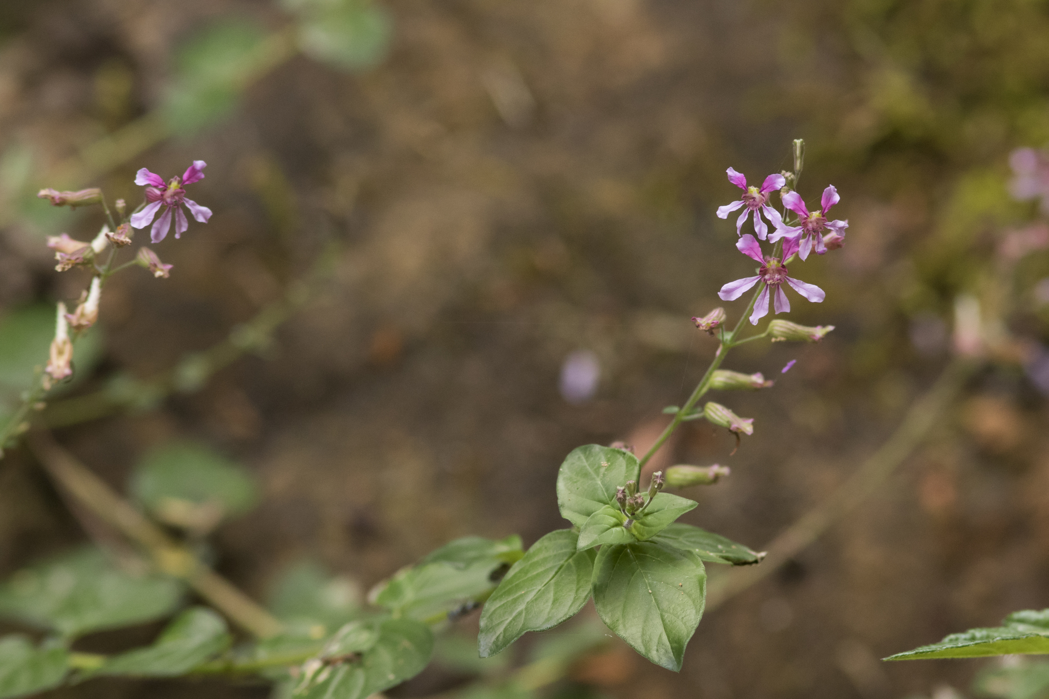 Cuphea racemosa