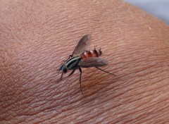 Vanderwulpia atrophopodoides