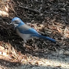 Aphelocoma californica