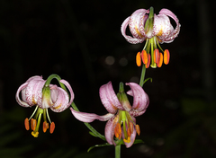 Lilium kelloggii