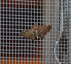Diathrausta reconditalis