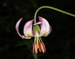 Lilium kelloggii