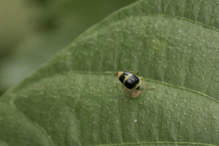 Gynandrobrotica