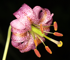 Lilium kelloggii